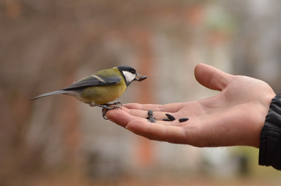 Накормите синицу. Кормление птиц. Человек кормит птиц. Кормление птиц с руки. Рука кормит птиц.
