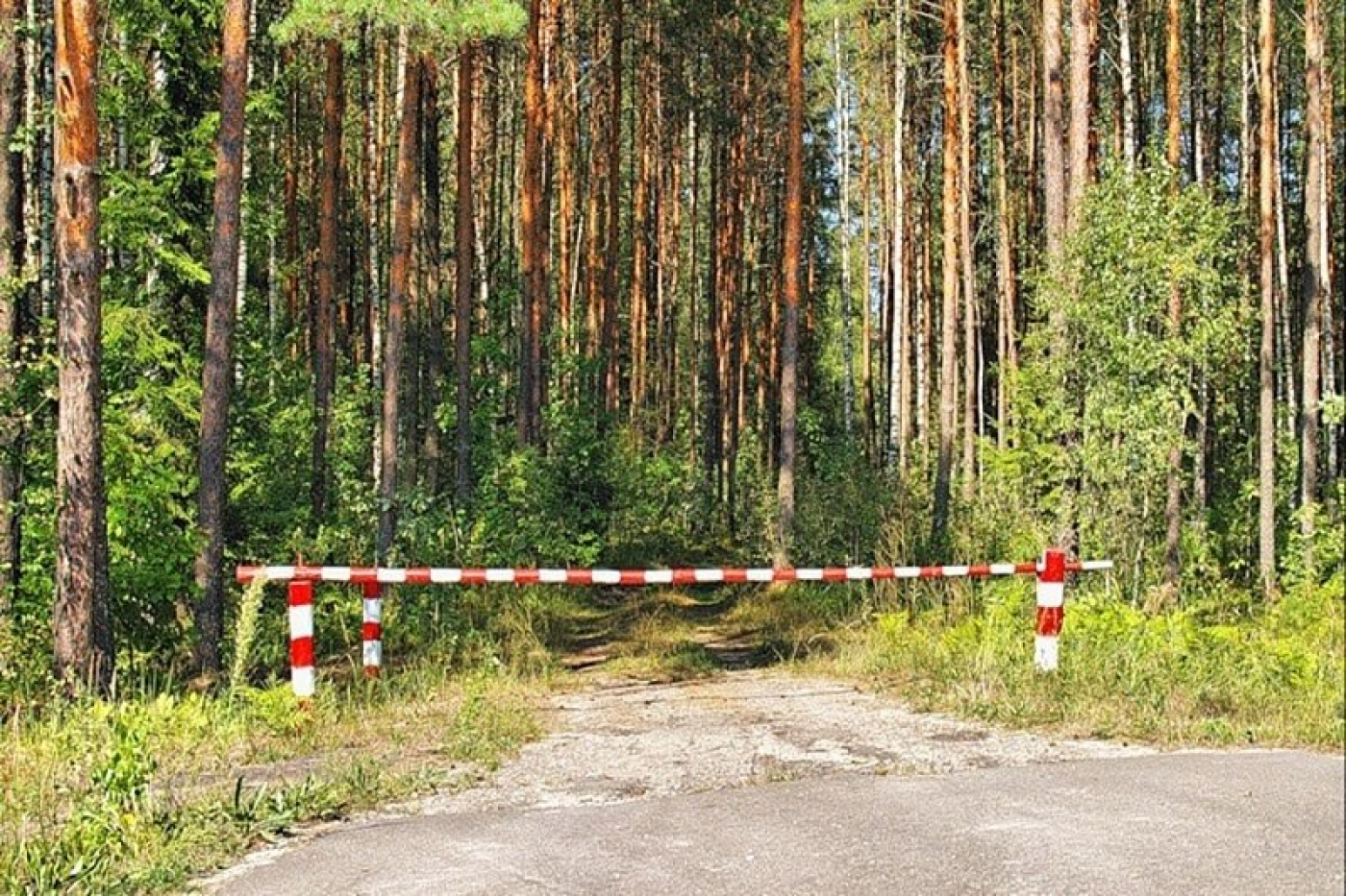 Проход в лес закрыт. Шлагбаум в лесу. Противопожарный шлагбаум в лесу. Шлагбаум Лесной. Противопожарные шлагбаумы в лесах.